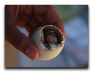 バロット。それは卵とひよこの間の食べ物。 Philippines / フィリピン