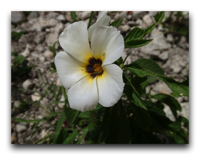 P4270086
