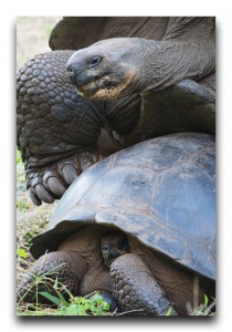 激写。野生のガラパゴスゾウガメ交尾中。 Ecuador/エクアドル