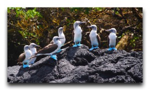 動物と遊べる夢の島!!見所満載のイサベラ島。 Recommended posts / おすすめ記事