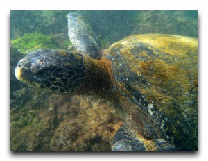 動物だらけのシュノーケリング③:ウミガメ Ecuador/エクアドル