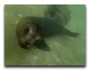動物だらけのシュノーケリング①:ガラパゴスアシカ Ecuador/エクアドル