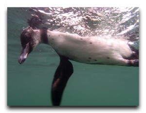 動物だらけのシュノーケリング②:ガラパゴスペンギン Ecuador/エクアドル