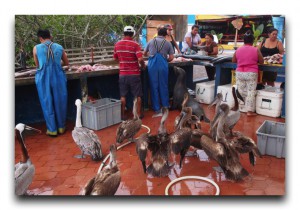 世界一楽しい市場は戦場でした。 Ecuador/エクアドル