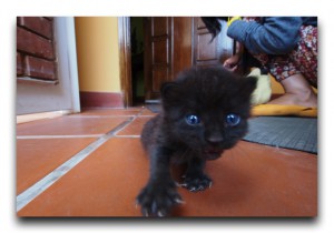 ラファエルと子猫。マラカイボにて。 Venezuela / ベネズエラ