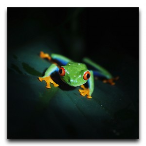 珍しい鳥とカエルの宝庫。熱帯雲霧林の大自然を求めて。 Costa Rica / コスタリカ