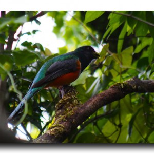 幻の鳥ケツァール発見?!大雨のサンタエレナ保護区。 幻の鳥ケツァール発見?!大雨のサンタエレナ保護区。