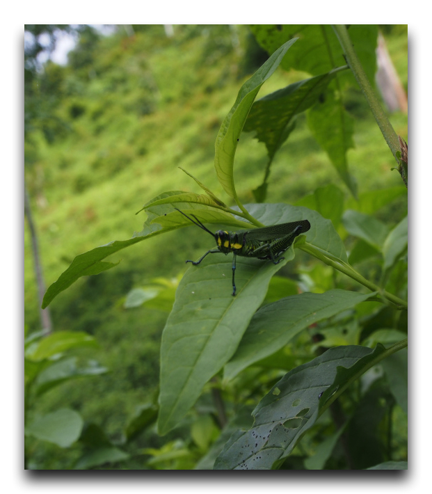 P7240385