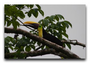 毎日トゥカンを眺めてました@Iguana Chocolate Costa Rica / コスタリカ