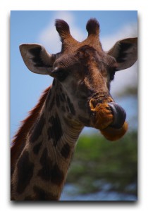 動物王国の真骨頂!!レアキャラ続出のセレンゲティ。 Tanzania / タンザニア