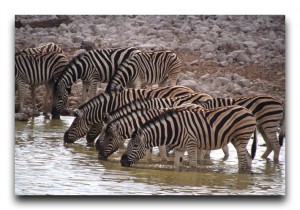 これはアフリカで一番かもしれない!大感動の野生動物劇場!! Namibia / ナミビア
