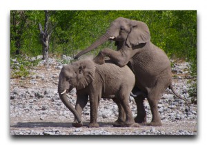 エトーシャが本気を出しました。もうどうしたらいいか分かりません。笑 Namibia / ナミビア