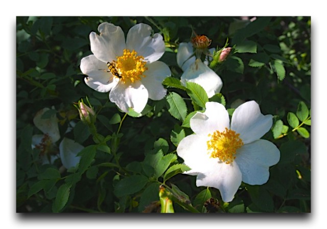 P7090399
