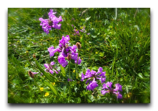P7090517