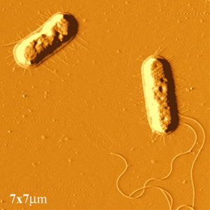 salmonella-ifr-300