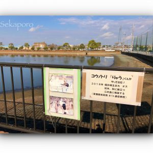 明石にコウノトリがやってきた!でもその場所は… 明石にコウノトリがやってきた!でもその場所は…
